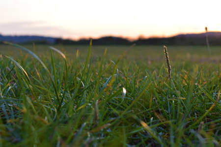 Green field under sunsetの写真素材