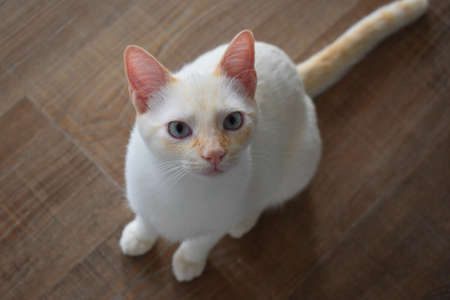 White cat with blue eyesの写真素材