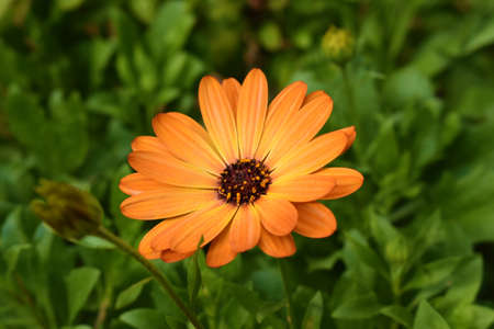 Orange daisy with green backgroundの写真素材