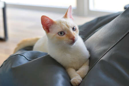 White cat resting on a couchの写真素材