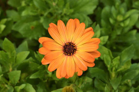 Orange daisy with green backgroundの写真素材