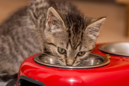 Little gray kitten drinking watterの写真素材