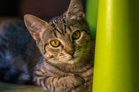 Small gray kitty staringの写真素材