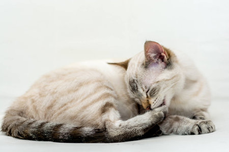 Beautiful white 6 months old common female cat enjoying her new home. Soft light coming in through the window from aboveの写真素材