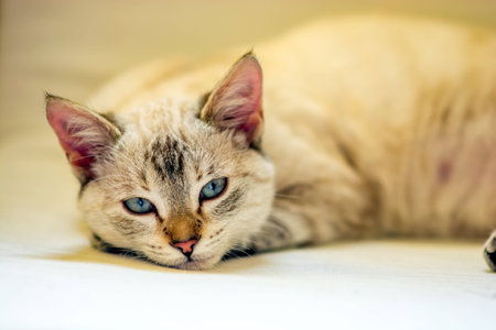 Beautiful white 6 months old common female cat with blue eyes enjoying her new home. Soft light coming in through the window from above.の写真素材
