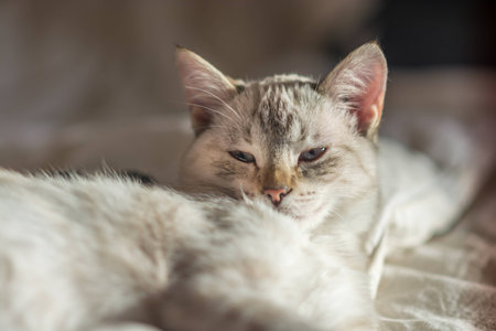 Beautiful white 6 months old common female cat enjoying her new home. Sun rays coming in through the...