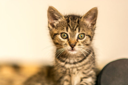 Kitten alertの写真素材