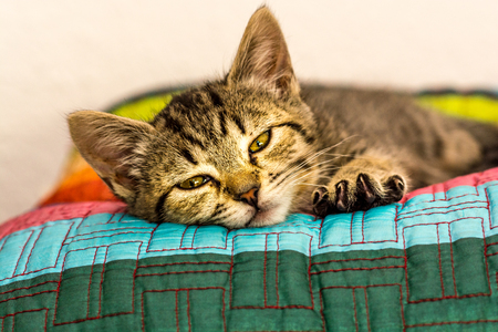 Gray kitten resting on cojnの写真素材