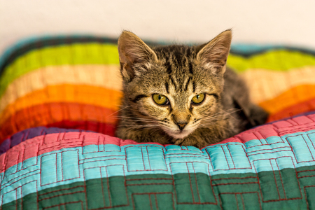 Beb colored cat on cojnの写真素材