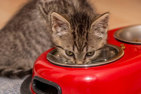 Baby cat eatingの写真素材