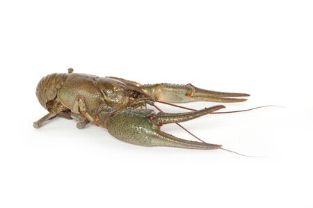 Boiled river cancers on a white backgroundの写真素材