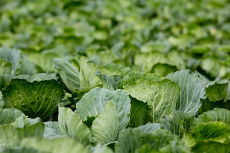 Acres of cabbage in Phuthapboek mountainの写真素材