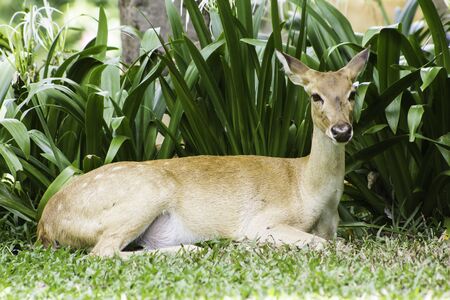 Antelope in a Khao Kheow Open Zoo, Thailandの写真素材