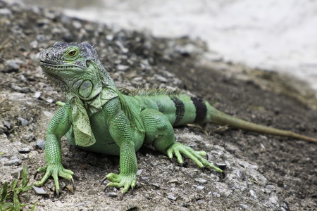green iguanaの写真素材