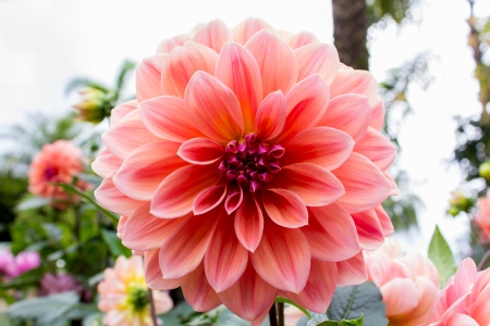 Pink Chrysanthemum Flower の写真素材