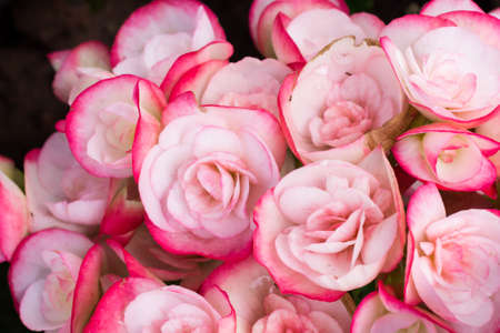 Beautiful pink and white rose flowersの写真素材