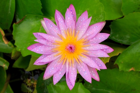 Close up of pink lotusの写真素材