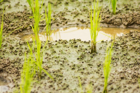 Young rice sprout in the fieldの写真素材