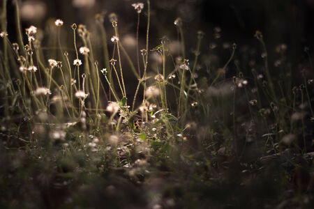 Vintage photo of Flowering grass fieldの写真素材