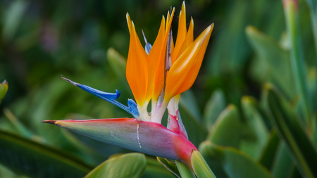 Strelitzia reginae bird of paradise flowerの写真素材