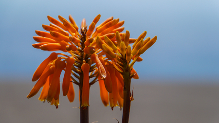 Madeira - Orange blooming aloe vera plant flower with big blossomsの写真素材