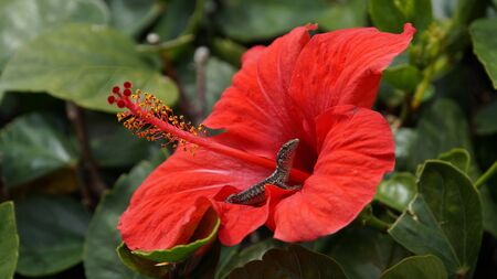 Red flower with a lizard sitting on itの写真素材