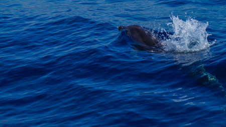 Madeira - Blue ocean water and swimming dolphin near Funchalの写真素材