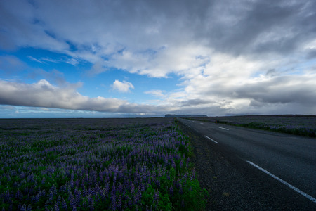 Iceland - Highway surrounded by endless fields of purple lupine flowersの写真素材