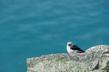 Iceland - Breeding bird sitting on rock at glacial lakeの写真素材