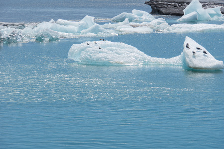 Iceland - Many birds sitting in the sun on ice floes on glacial lake