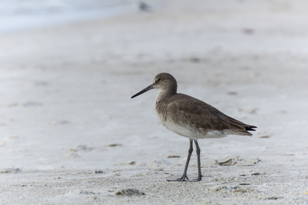 USA, Florida, Close up of a beautiful willet bird with brown feathering at madeira beachの写真素材