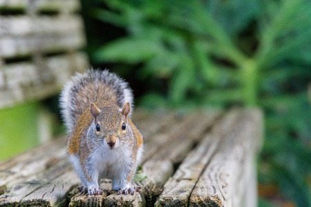USA, Florida, Beautiful brown squirrel looking from wooden benchの写真素材