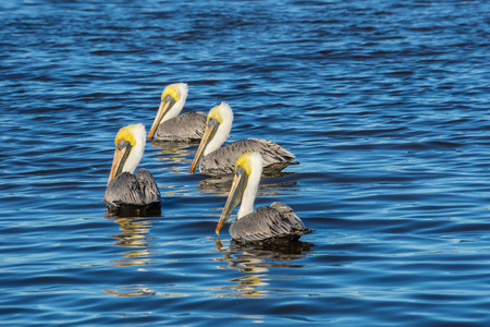 USA, Florida, Four brown pelicans swimming in the water in warm sunlightの写真素材
