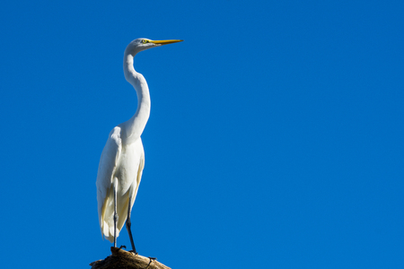 USA, Florida, White heron with stretched neck sitting on a tree in the sunの写真素材