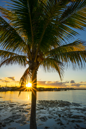 USA, Florida, Warm orange sunset behind palm tree and ocean and city on florida keysの写真素材
