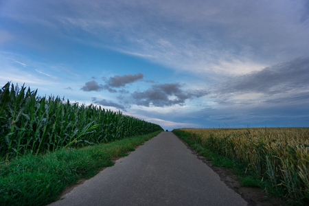 Germany - Road through fields of corn and wheat with blue sky at dawnの写真素材