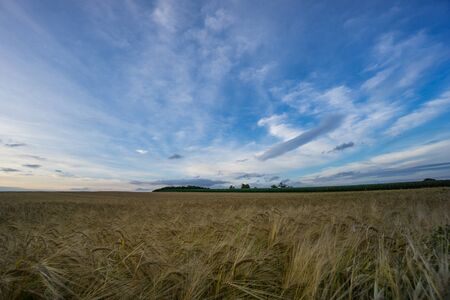 Germany - Huge field of barley ahead green field of corn in summer at dawn with blue skyの写真素材