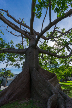 USA, Florida, Ancient kapok tree with huge roots at key west