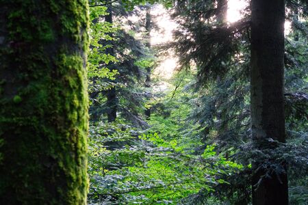 Black Forest Germany between tree trunks and green conifer trees in the evening