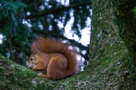 Cute brown squirrel sitting on a moss covered tree eating a nutの素材 [FY31099167570]