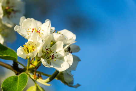 Germany, Beautiful blooming tree shining in sunlight in springtimeの写真素材