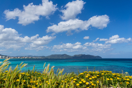 Mallorca, Perfect blue sea and mountains behind yellow field of blooming flowersの写真素材
