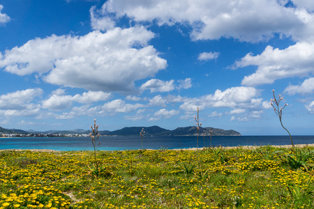 Mallorca, Sun shining on blue sea behind yellow flower field at coastの写真素材