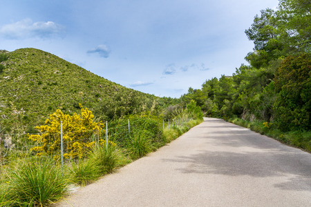 Mallorca, Road through green tree covered mountains of holiday island near City of Artaの写真素材