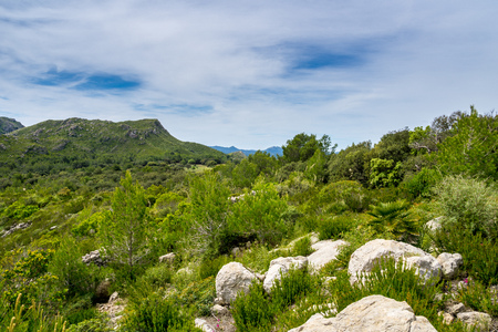 Mallorca, Perfect nature of green mountain landscape on spanish island in springtimeの写真素材