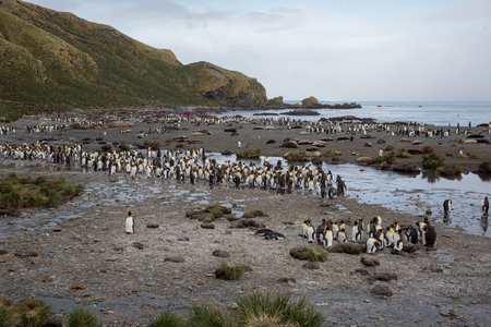 some penguins in the arctic walking around on the north pole and looking for the young babyâsの写真素材