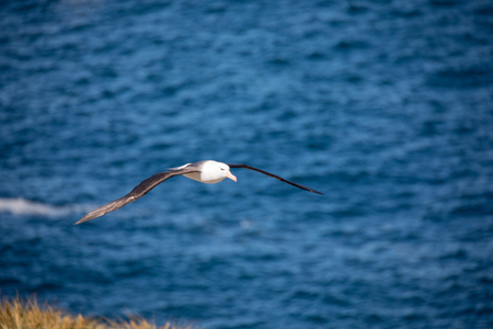 a sea gull is living in antarctica and is looking for some foodの写真素材