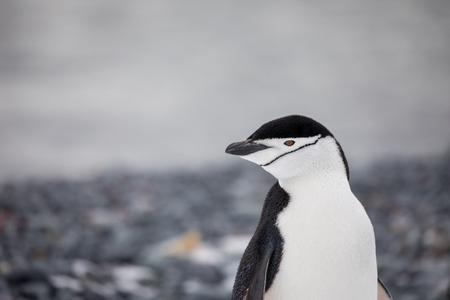 some penguins in the arctic walking around on the north pole and looking for the young babyâ€™s