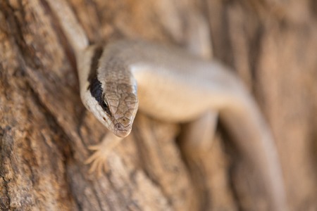 a lizard s sitting in the sun to warm up an and look for foodの写真素材