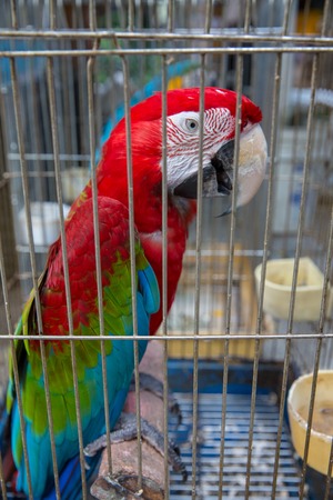 a very intelligent parrot is sitting as a home petの写真素材